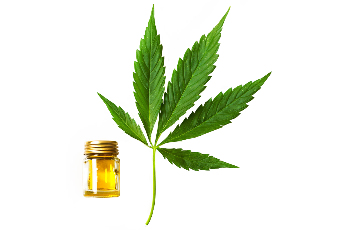 Hemp seed oil in the composition of the Cannabis oil
