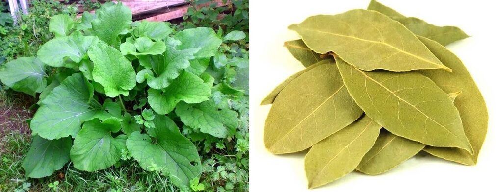 Burdock leaves and bay leaves for joint pain